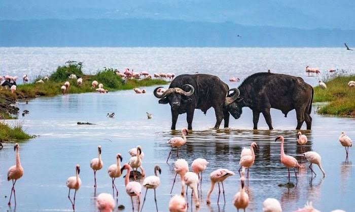 Nakuru